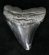Serrated, Black Megalodon Tooth - South Carolina #19438-1